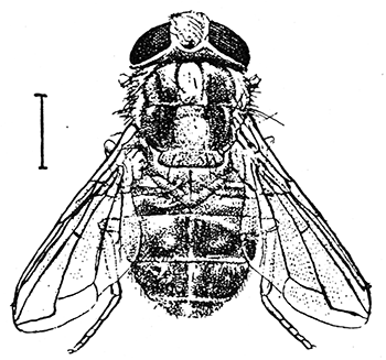 87. Cordylobia anthropophaga (3).
After Flleborn.