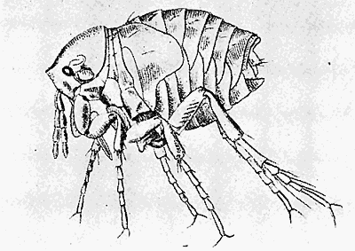 93. Dermatophilus penetrans. Much enlarged. After Karsten.