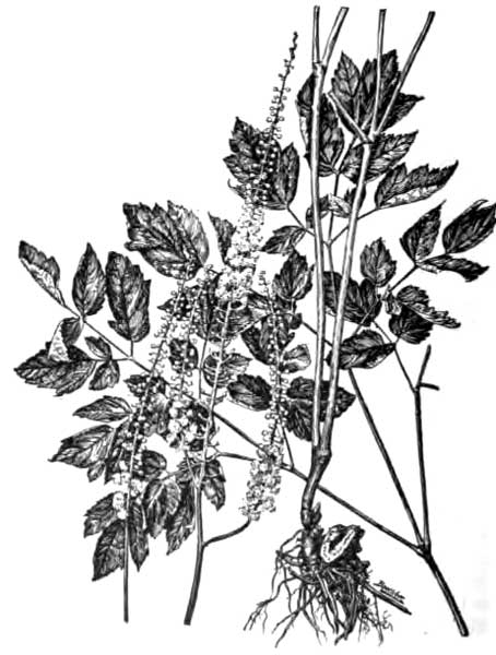 Black Cohosh.