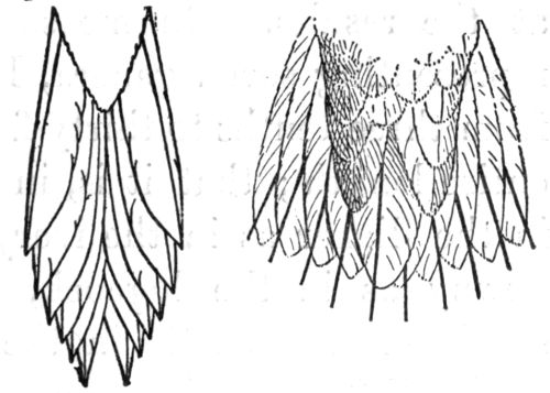 Tails of Brown Creeper (under surface)
and Chimney Swift (upper surface.)