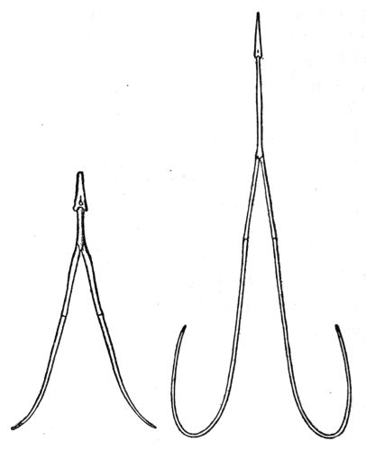 Hyoids of Sapsucker and Golden-fronted Woodpecker.