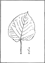 leaf