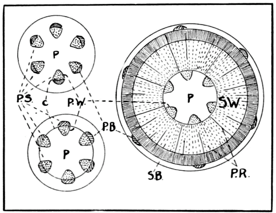 Cross-section of a young shoot.