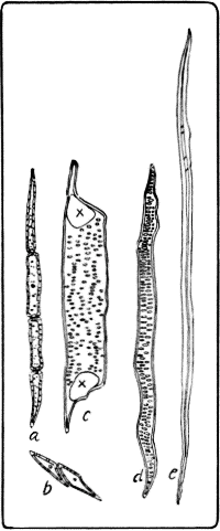 Isolated Fibers and Cells.