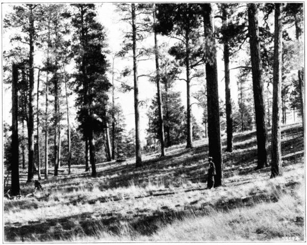 Open Western Forest, Bull Pine. Flagstaff, Arizona.