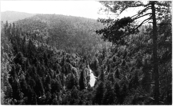 A Protection Forest, Maintaining the Headwaters of Streams. North Carolina.