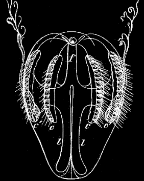 Fig. 36. Young Pleurobrachia resembling somewhat the adult; f funnel leading to anal opening, l lateral tubes, o o o' o' rows of locomotive flappers; magnified.