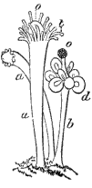 Fig. 101. Male colony