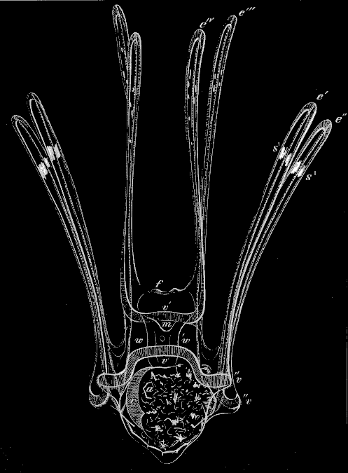 Fig. 176. Adult larva of Toxopneustes