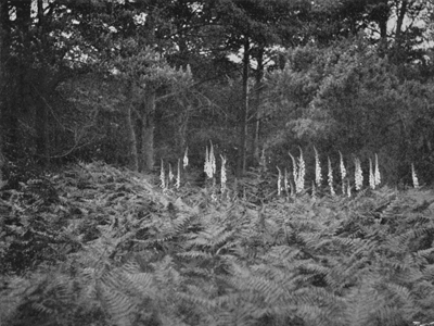 Careful Wild-Gardening—White Foxgloves at the Edge of
the Fir Wood.