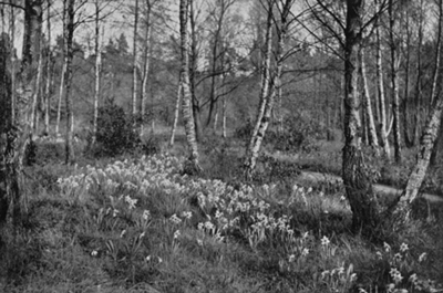 Daffodils in the Copse.