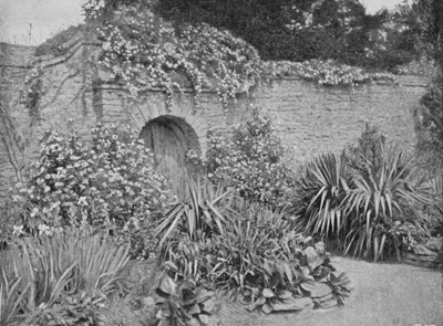 South side of Door, with Clematis Montana and Choisya.