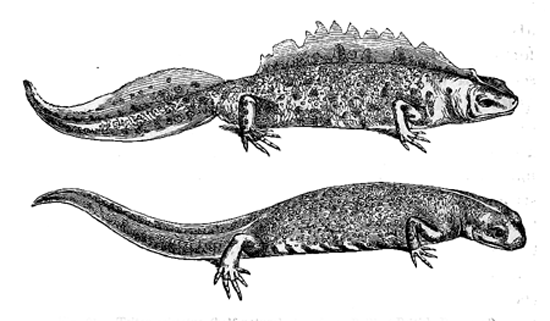 Fig. 31. Triton cristatus (half natural size, from Bell’s ‘British Reptiles’).
Upper figure, male during the breeding-season; lower figure, female.