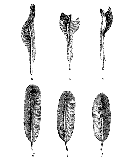 Fig. 45. Secondary wing-feathers of Pipra deliciosa (from Mr. Sclater, in Proc, Zool. Soc.
1860). The three upper feathers, a, b, c, from the male; the three lower corresponding
feathers, d, e, f, from the female.