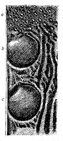 Fig. 59. Portion near summit of one of
the Secondary wing-feathers, bearing
perfect ball-and-socket ocelli.