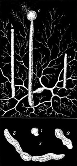 Fig. 23.

Mucor Mucedo, greatly magnified.
(After Sachs and
Brefeld.)

m, Mycelium, or tangle of
threads. a, b, c, Upright tubes
in different stages. c, Spore-case
bursting and sending out
spores. s, 1, 2, 3, A growing
spore, in different stages, starting
a new mycelium.