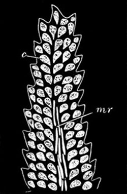 Fig. 33.

Moss-leaf magnified.
(From life.)

Showing the cells c,
each of which can take in
and work up its own food.
mr, Long cells of the mid-rib.