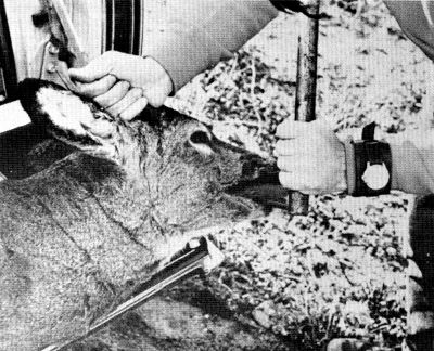 Figure 6.—All hunter-killed deer examined were
checked for age. (Photo courtesy of L. D.
Frenzel.)