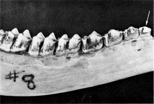 Figure 9.—A permanent first premolar (arrow)
was discovered in M-8.