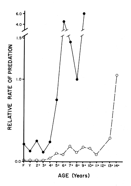 Figure 13.—Relative rates of predation on deer
of various ages, based on comparisons of the
ages of wolf-killed deer with those of a theoretical
population (dashed line) and those of
the hunter-killed population. See figure 7.