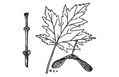 SILVER MAPLE