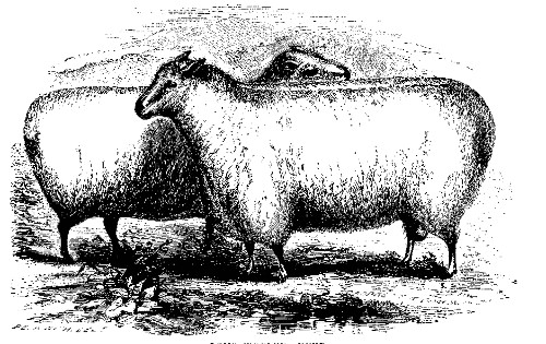 LONG-WOOLED SHEEP.

Best long-wooled buck and ewe over two years old: owned by J. McDonald and
Wm. Rathbone.