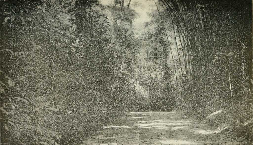 A GARDEN IN PETROPOLIS.