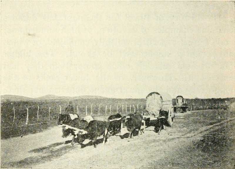 PAMPAS OF THE RIO GRANDE.