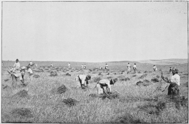 Plate XXVII.

THE HARVEST-FIELD.

Page 225.