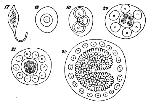 Figs. 17-22