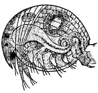 FIG. 4. CHYDORUS SPHŒRICUS. 50 DIAMETERS.