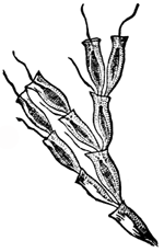 DINOBRYON TORTULARIA.