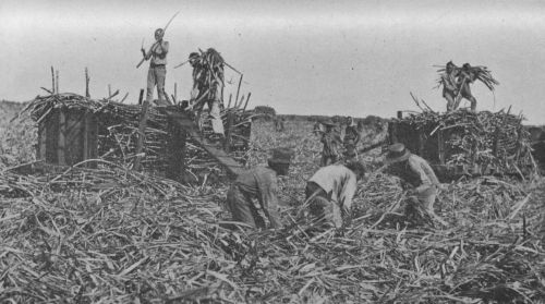 Fig. 26.—Loading Cars with Sugar Cane.