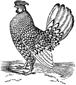 The Bantam