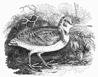 The Woodcock. From "History of British Birds," by
THOMAS BEWICK.