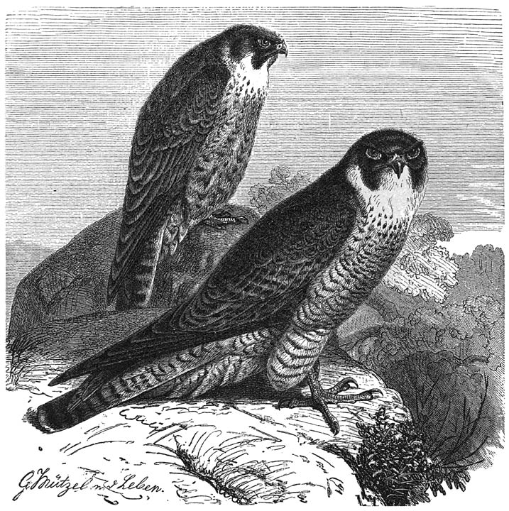 Slechtvalk (Falco peregrinus). ¼ v. d. ware grootte.