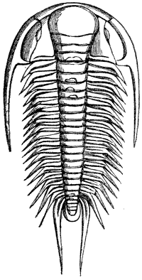 Fig. 17