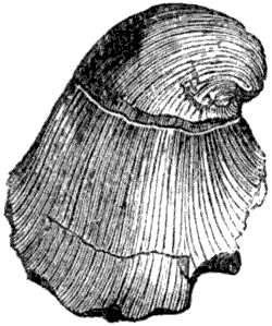 Fig. 86