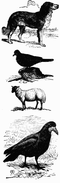 dog, bird, sheep bird