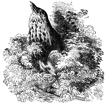 Singing thrush