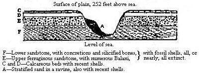 Section of the tertiary formation at Coquimbo.