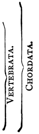 Braces for Vertebrata and Chordata.