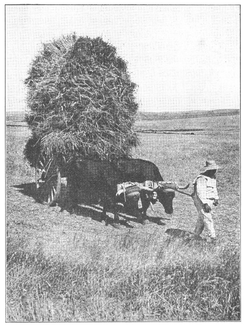 A FIELD NEAR CORDOBA