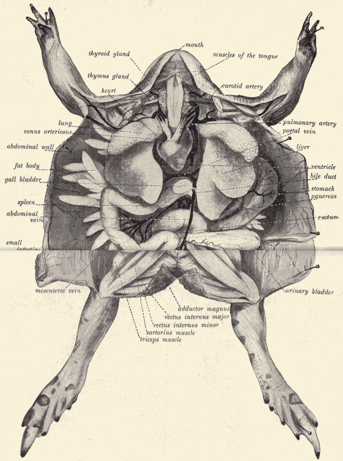 Dissection of the Garden Toad.