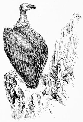 GRIFFON VULTURE