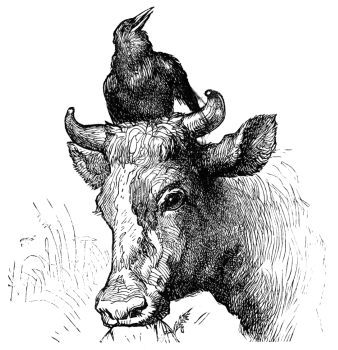 Bird on cow's head