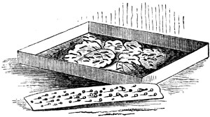 Silkworm eggs and silkworms on mulberry leaves