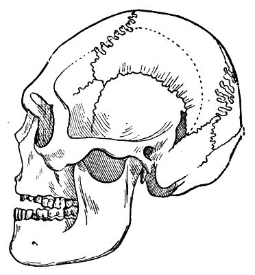 Human skull