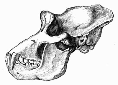 Gorilla skull