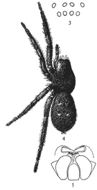 Figs. 3, 4, 5. Gnaphosa conspersa.—4,
female enlarged four times. 3, the eyes seen from in front. 5, the maxillæ, labium, and ends
of the mandibles from below.